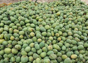 धनुषाको बटेश्वरमा आँप मेला हुने