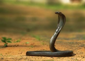 नागले डसेर  बर्दियामा दुई बालबालिकाको मृत्यु, एक घाइते