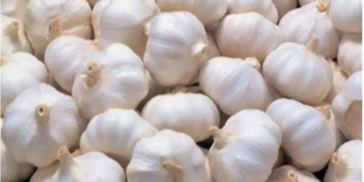 लसुन रोपाइँ सुरु, किसानको खेतबारीमा चहलपहल